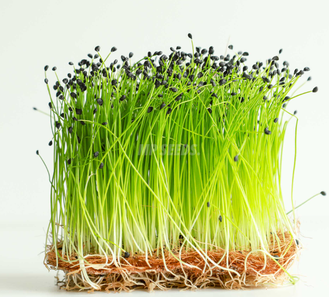 Chive microgreens — tall grass-like shoots